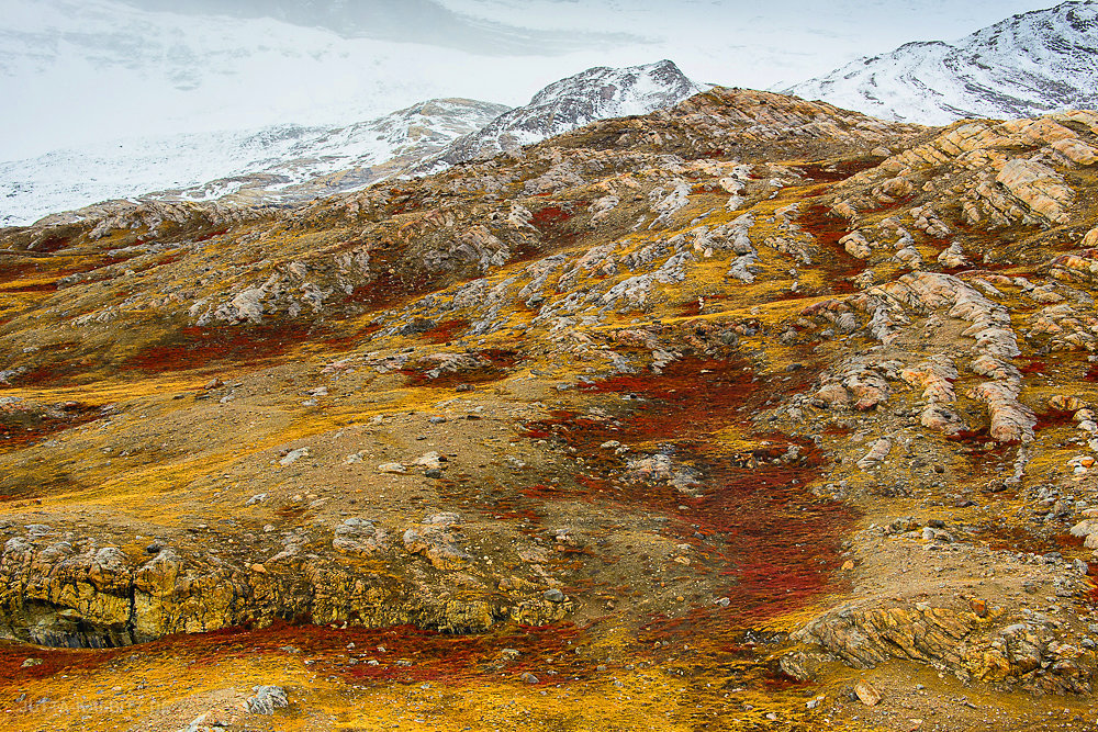 Blomster Bugden - Nationalpark Grönland