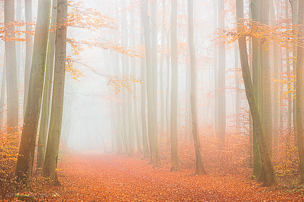 Herbst in der Dölauer Heide