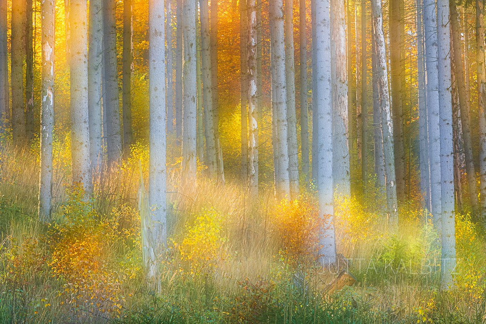 Herbst im Selketal (III) (kamerainterne Doppelbelichtung)