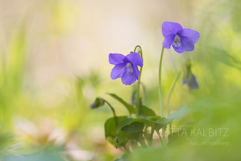 Veilchen - Viola