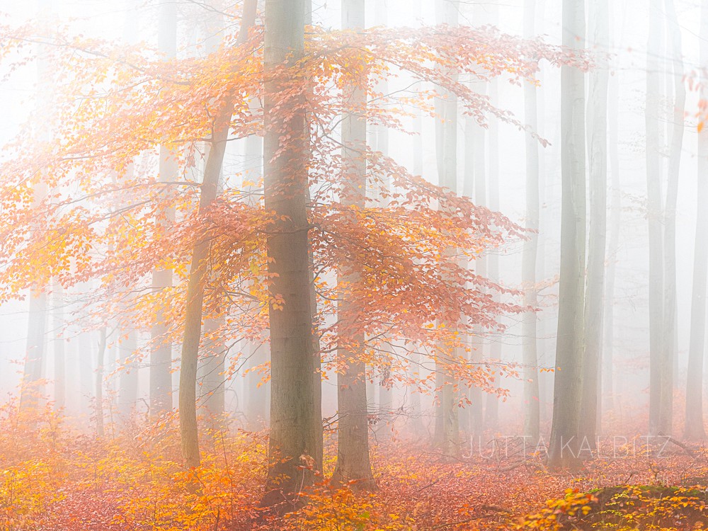 Herbst in der Dölauer Heide (III) - Halle
