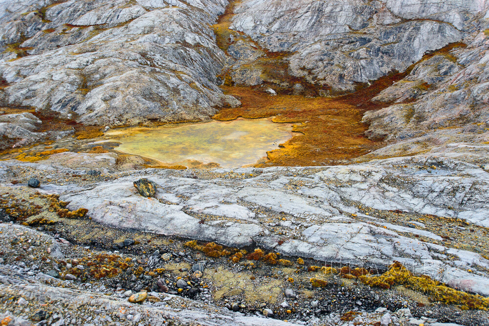 Blomster Bugden - Nationalpark Grönland