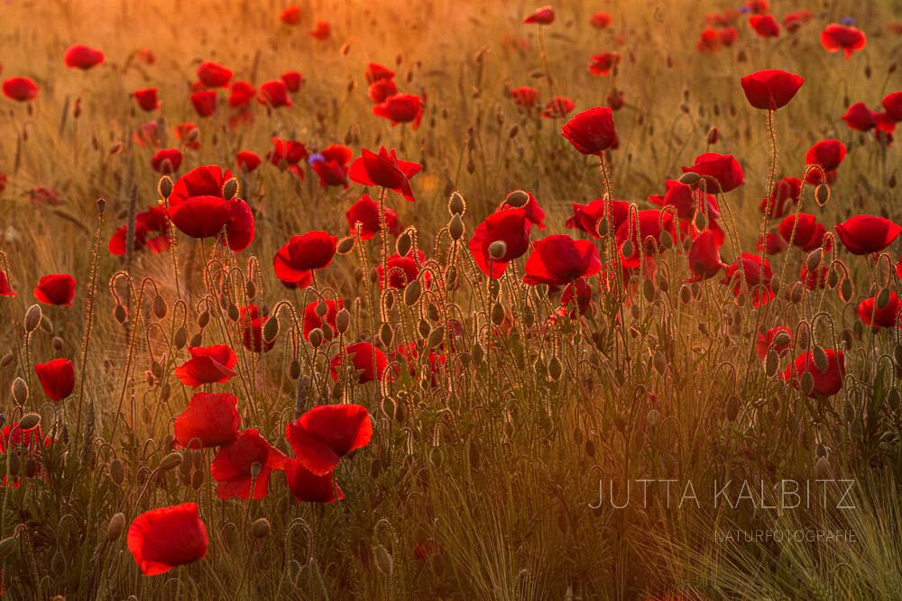 Die Sommer meiner Kindheit