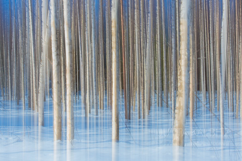 Winterbirken - Karelien