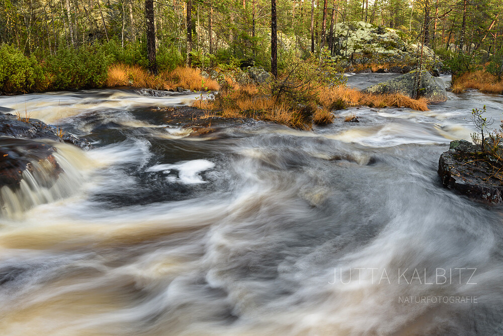Skandinavischer Herbst III - Im Hamra Nationalpark