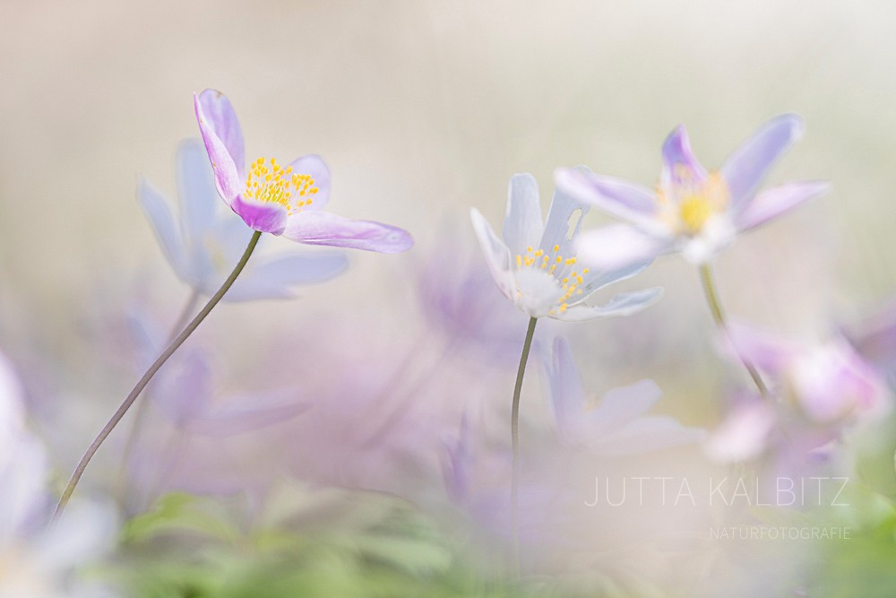 Buschwindröschen - Anemone nemorosa