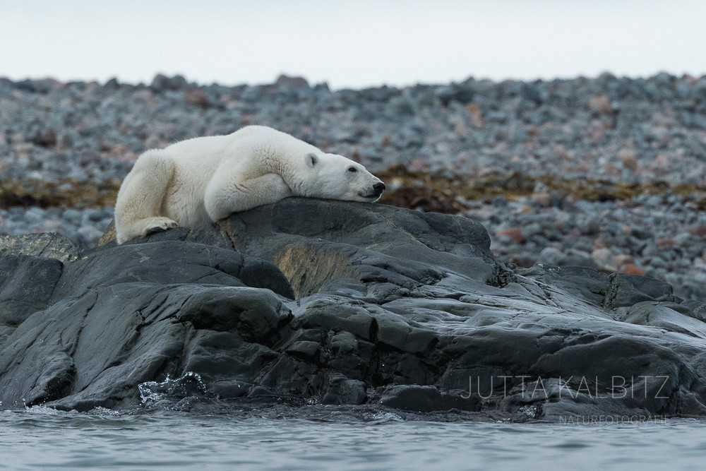Svalbard - Die kalte Küste (IV) - Eisbär, Walross&Co