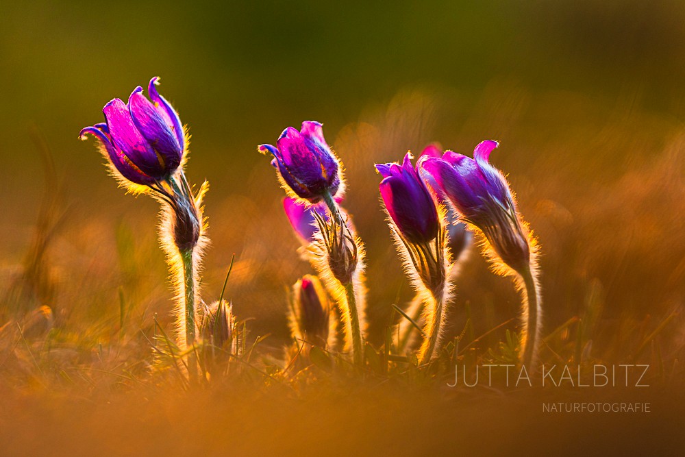 Gewöhnliche Küchenschelle - Pulsatilla vulgaris