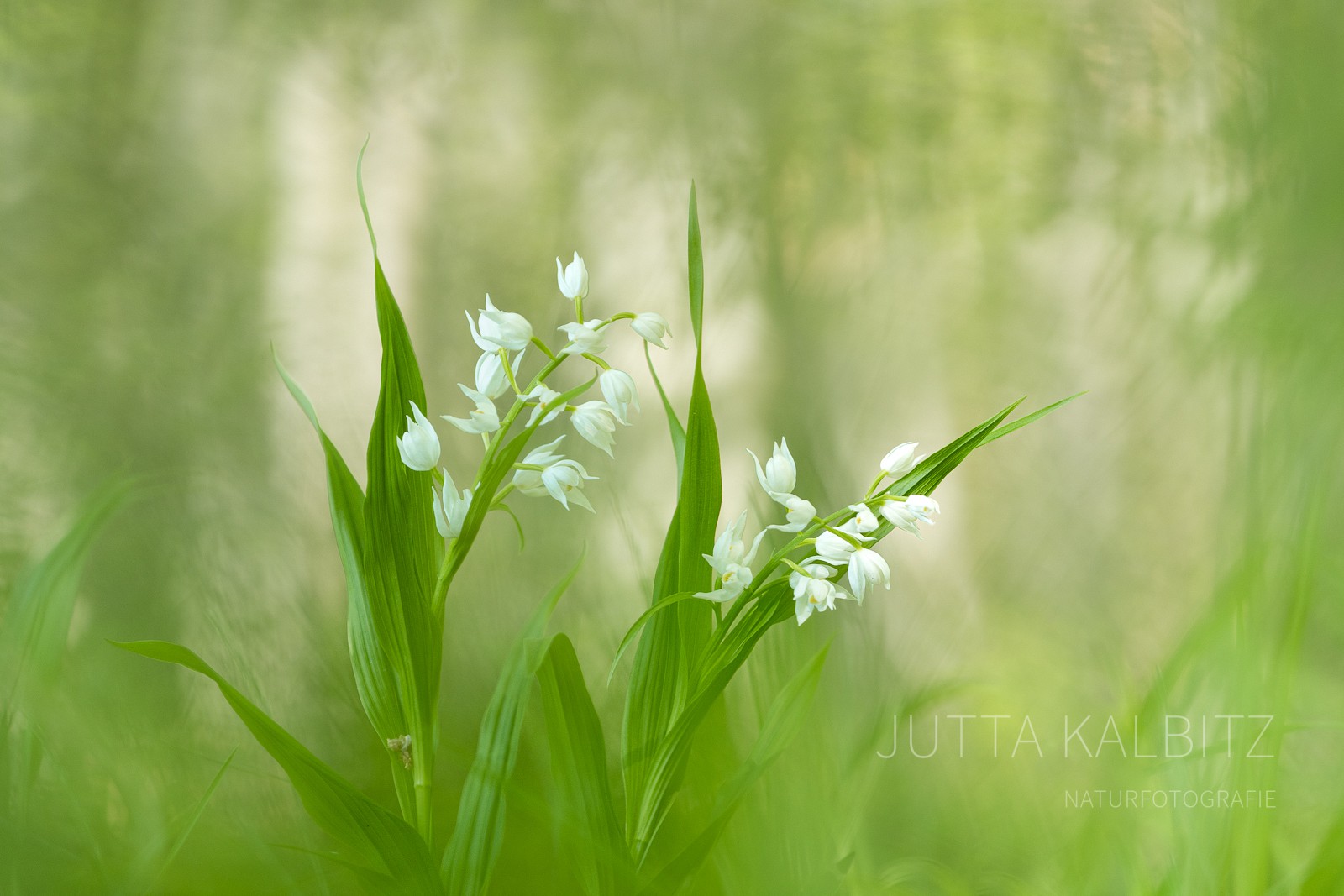 Orchideentraum 
