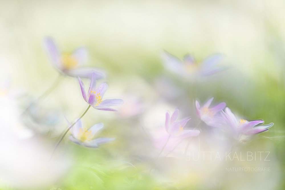Buschwindröschen - Anemone nemorosa