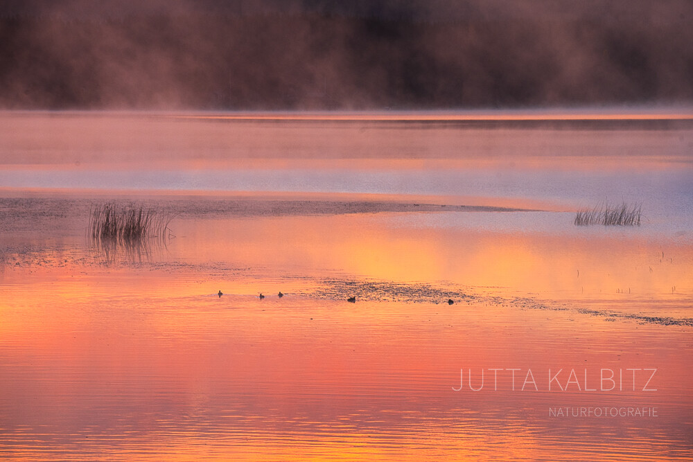 Nachlese – Herbst im Norden: Am Goldenen See