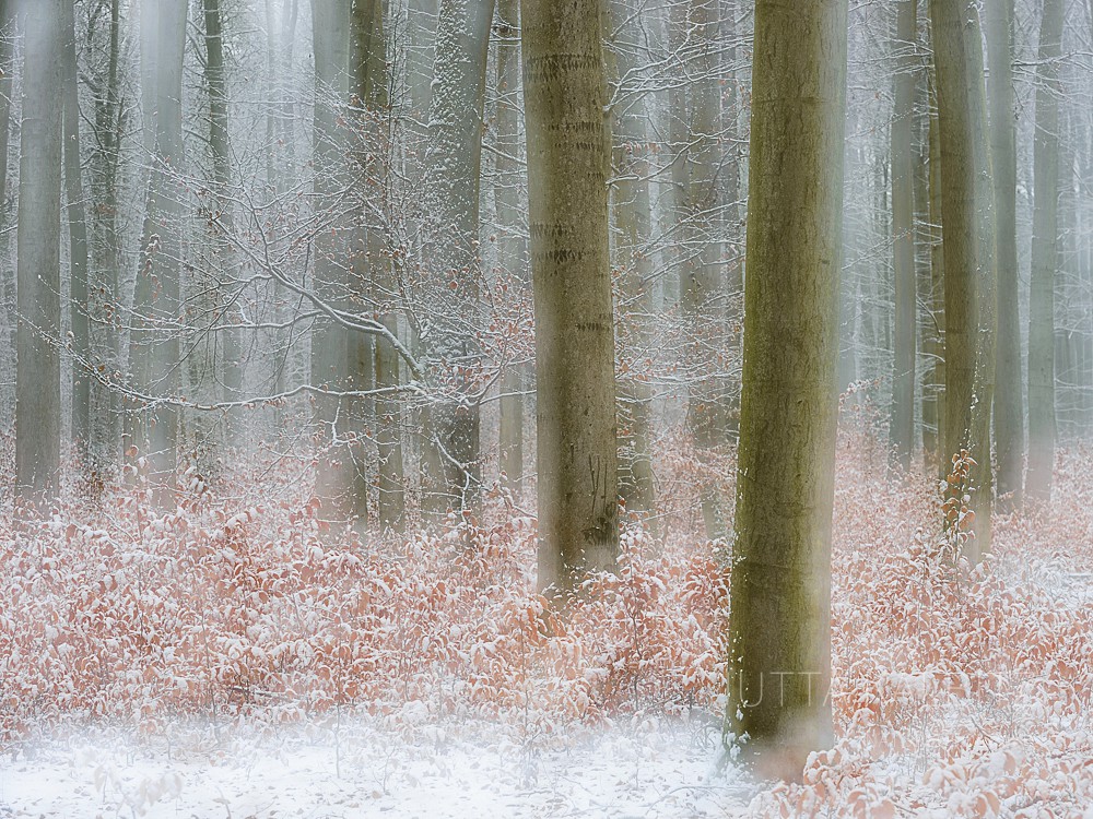 Winter in der Dölauer Heide - Halle