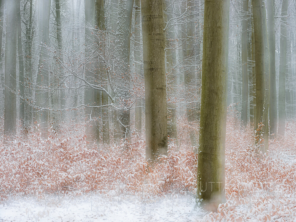 Winter in der Dölauer Heide - Halle