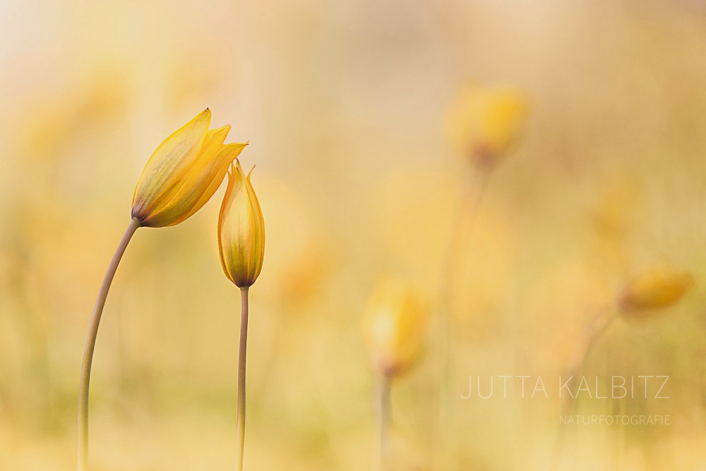 Wildtulpen - Tulipa sylvestris