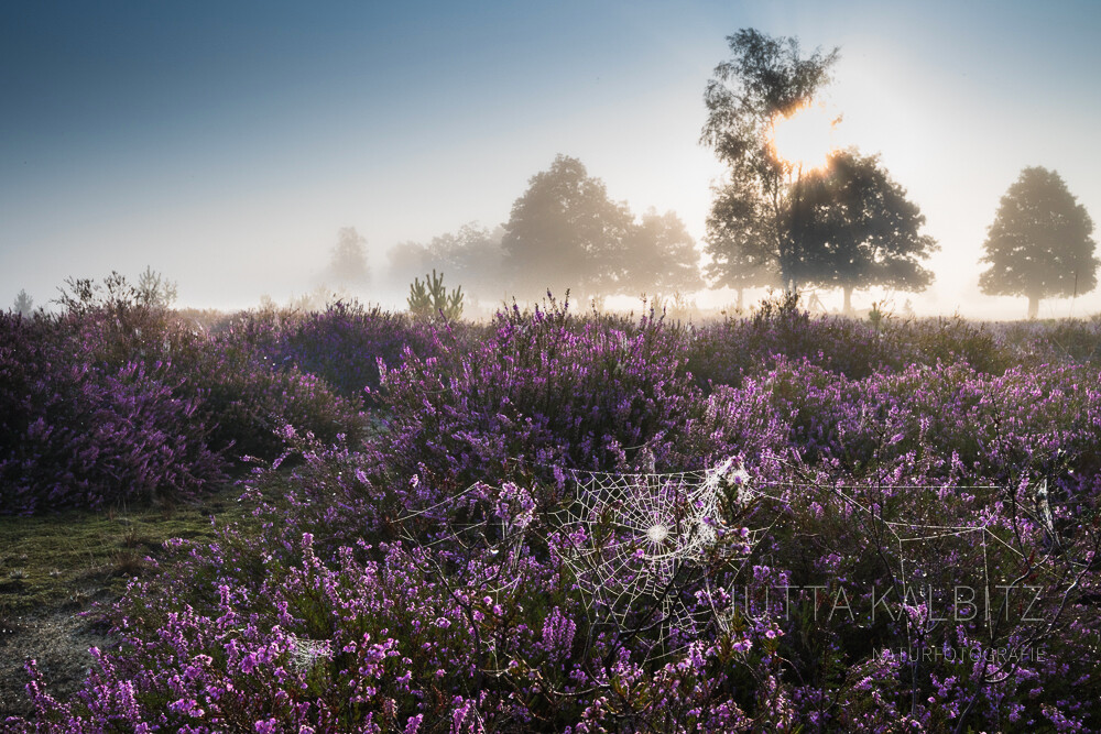 Zur Heideblüte in der Niederlausitz