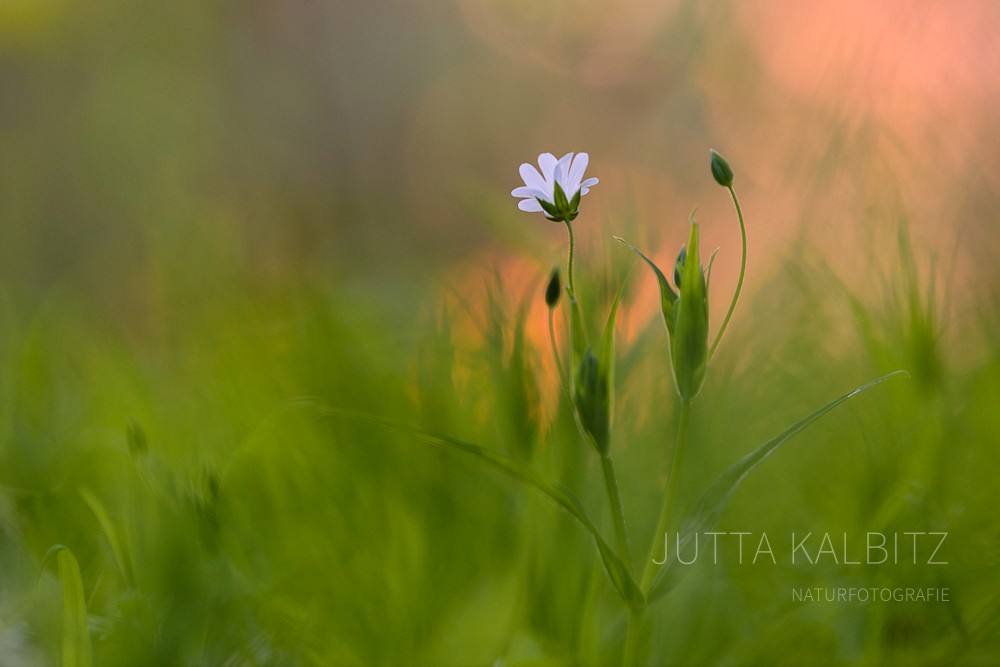 Sternmiere - Stellaria holostea
