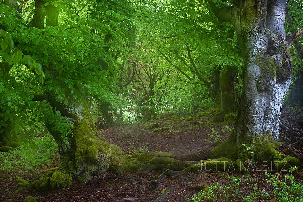 Mystische Wälder und kleine Elfenreiche