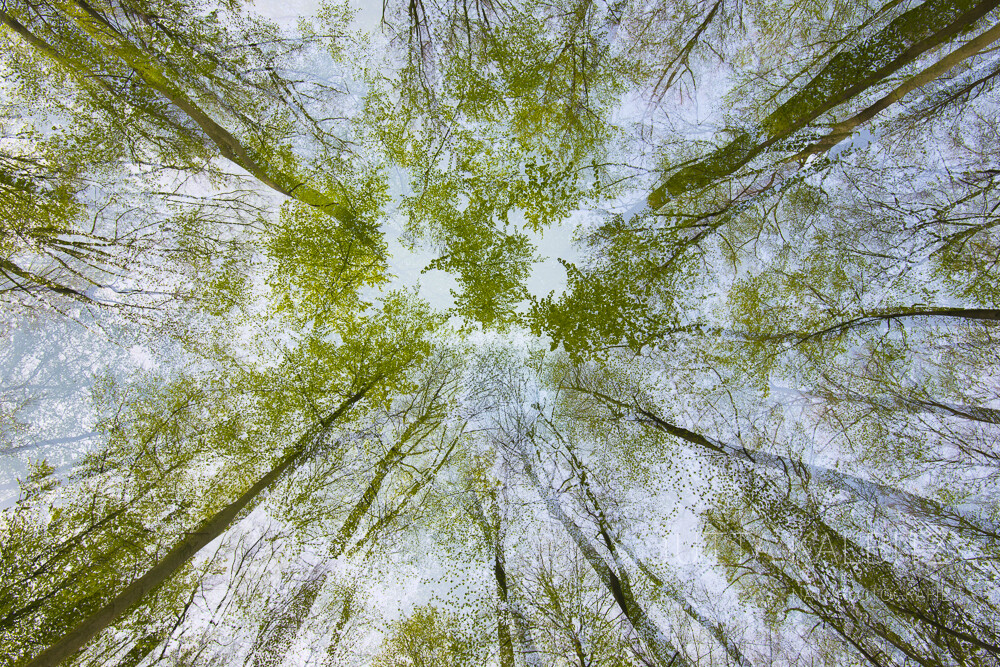 Frühlingsimpression 