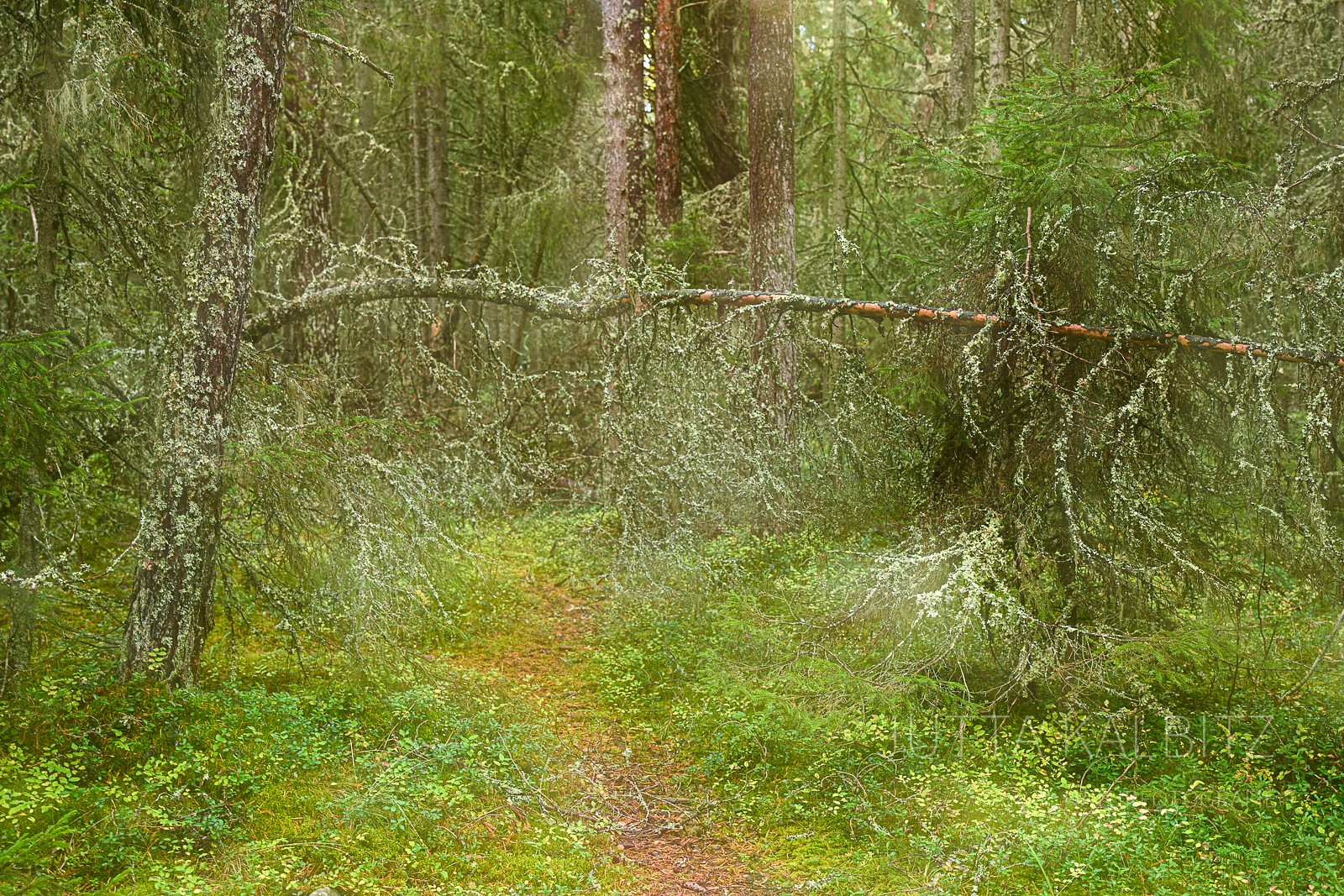 Wald-Reich