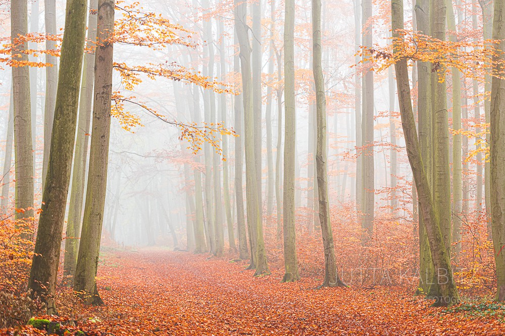 Herbst in der Dölauer Heide (IV) - Halle