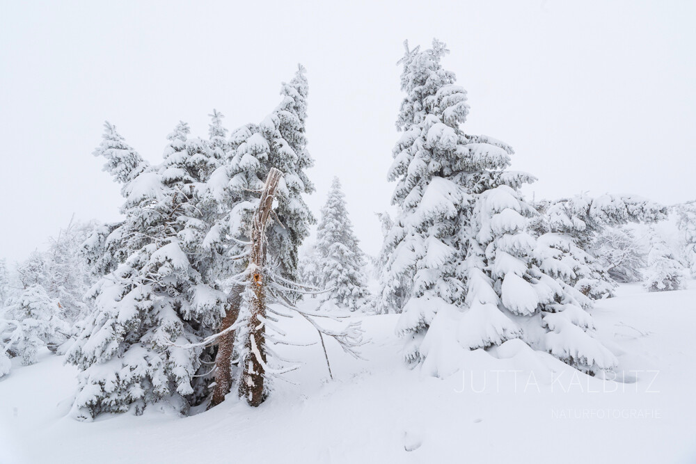 Zu Gast bei Rübezahl