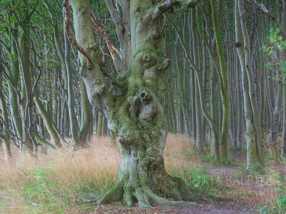 Küstenwald (IV) - Rügen