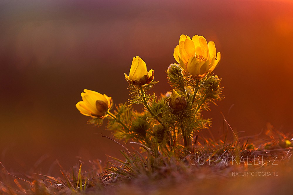 Frühlingsadonisröschen - Adonis vernalis