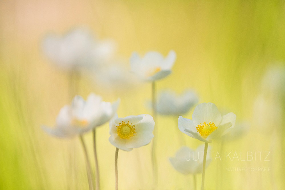 Großes Windröschen - Anemone sylvestrisa