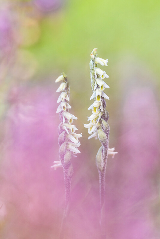 Die begehrten Unscheinbaren