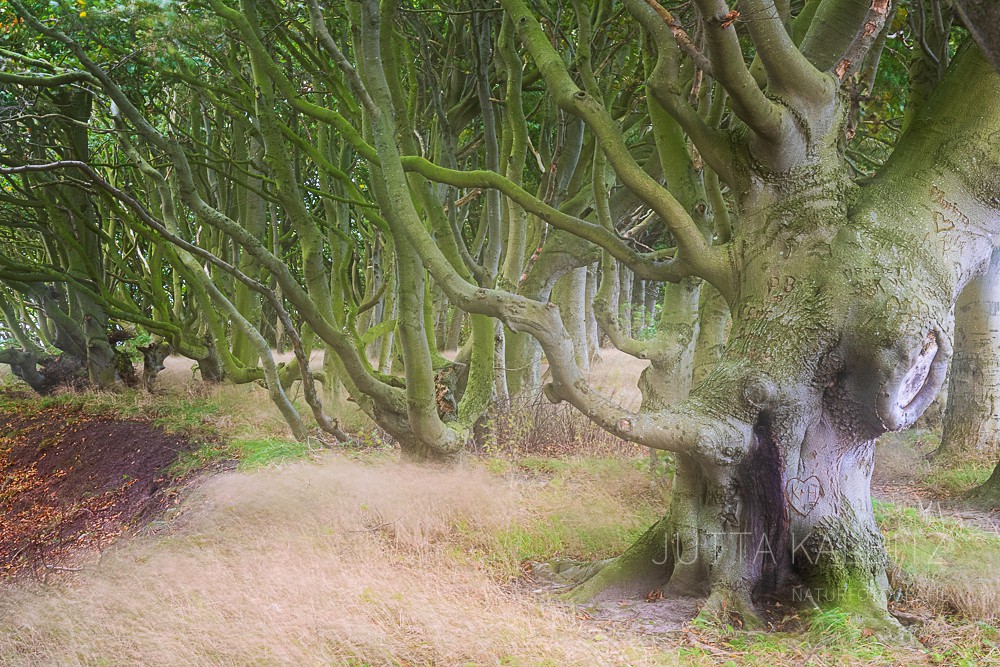 Küstenwald (III) - Rügen
