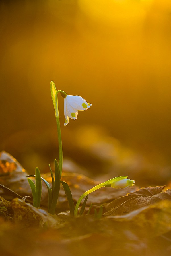 Im Leipziger Auwald - Märzenbecher - Leucojum vernum