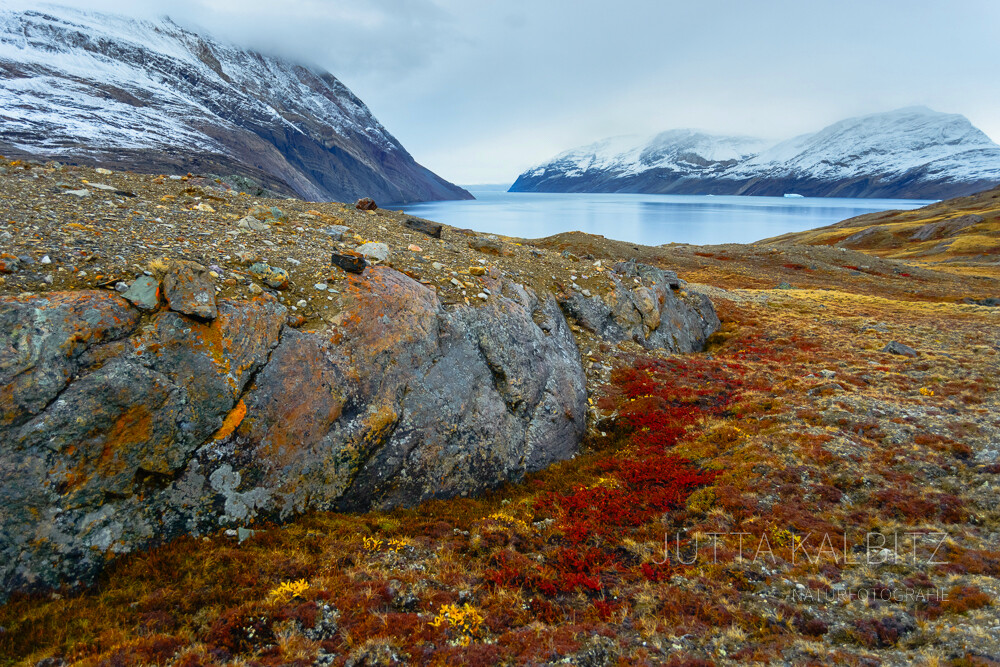 Blomster Bugden - Nationalpark Grönland