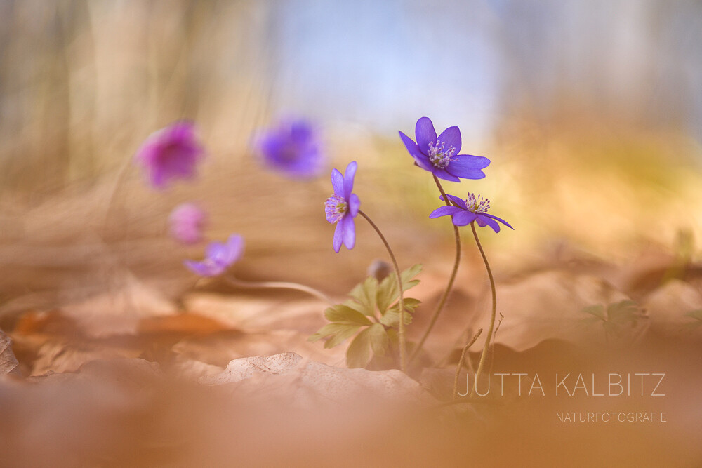 Nur ein kleines blaues Blümchen