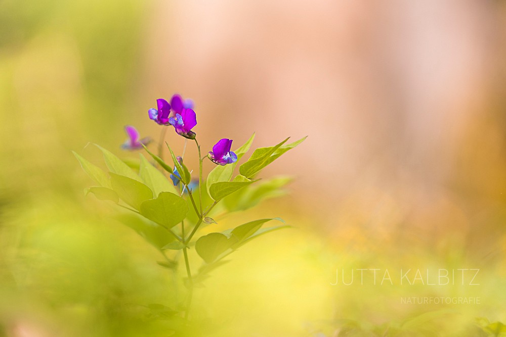 Frühlingsplatterbse - Lathyrus vernus