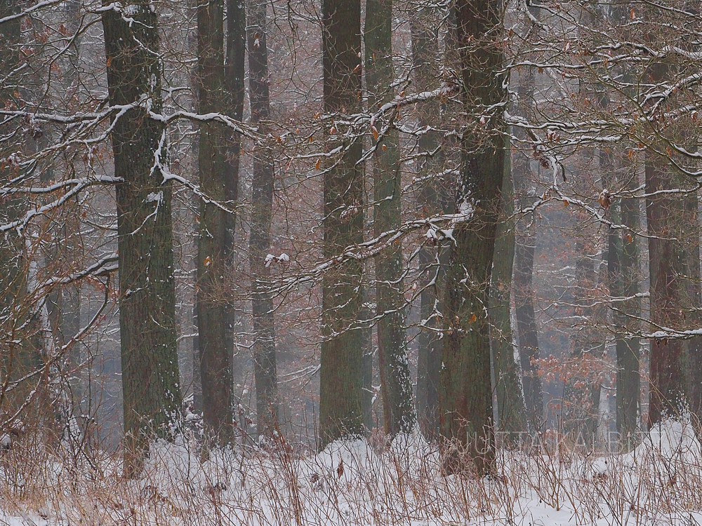 Winter im Harz