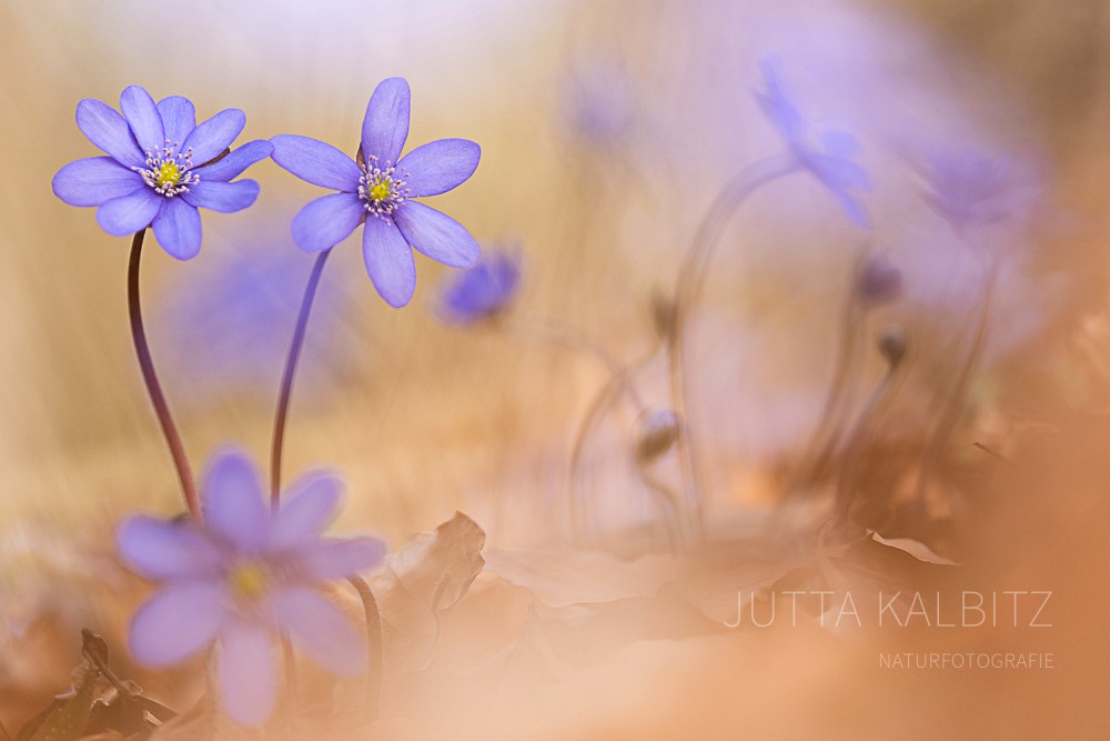 Leberblümchen - Hepatica nobilis