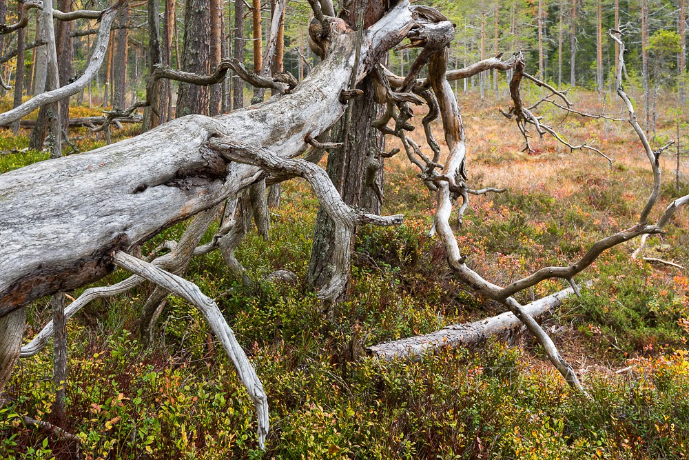 Schweden