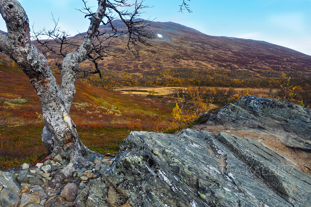 Skandinavischer Herbst II - Jämtlandfjäll