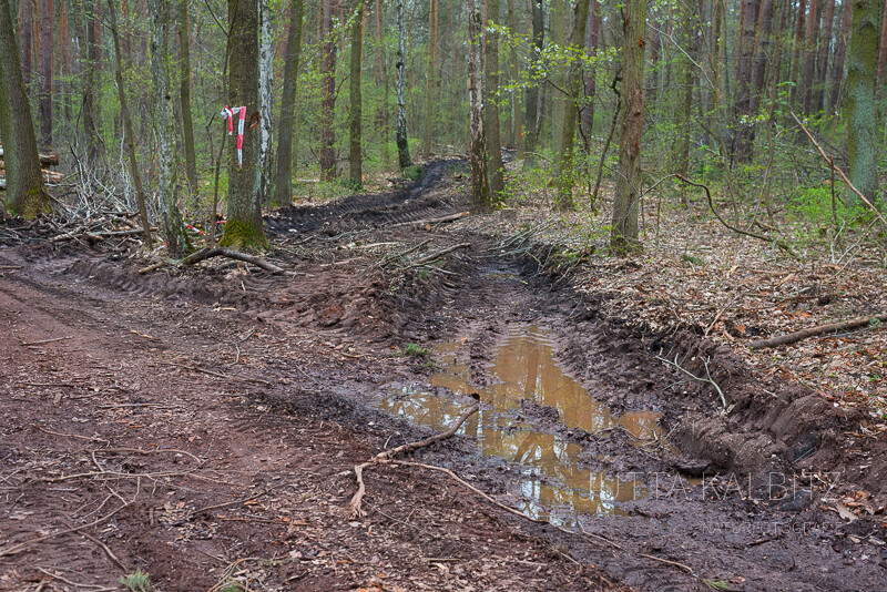 Chaos im Halleschen Stadtwald
