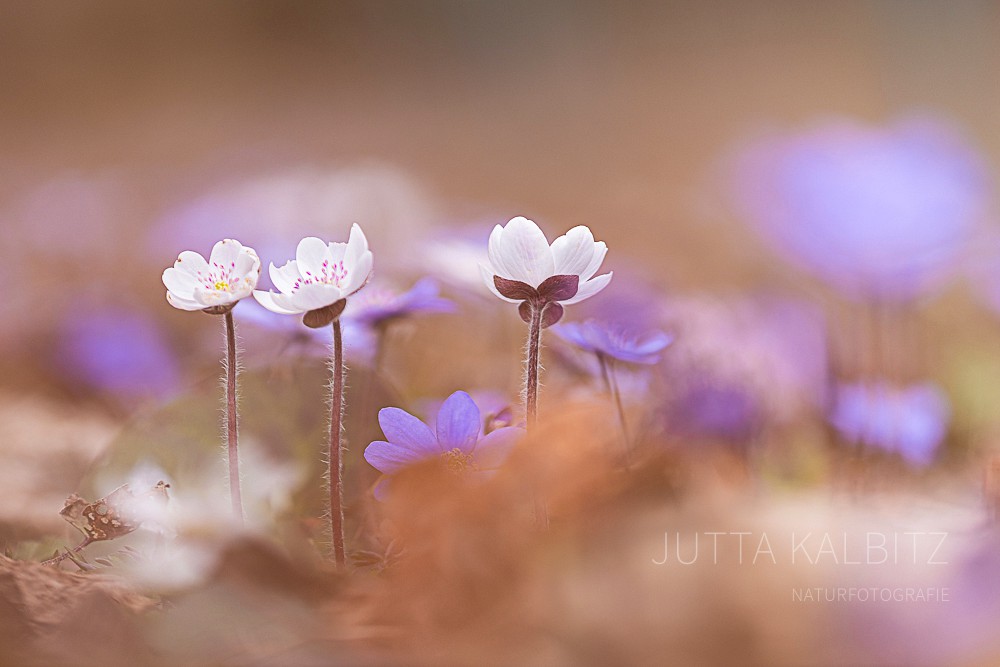 Leberblümchen - Hepatica nobilis