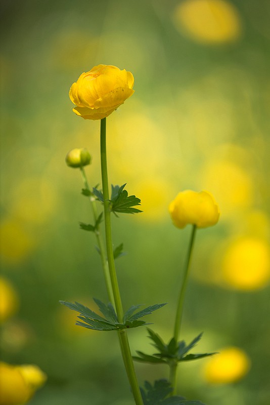 Trollblumenwiese