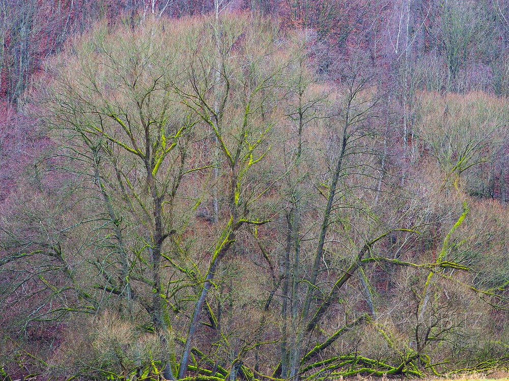 Dezember im Selketal - Harz