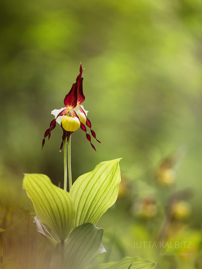 Orchideen Mitteldeutschlands